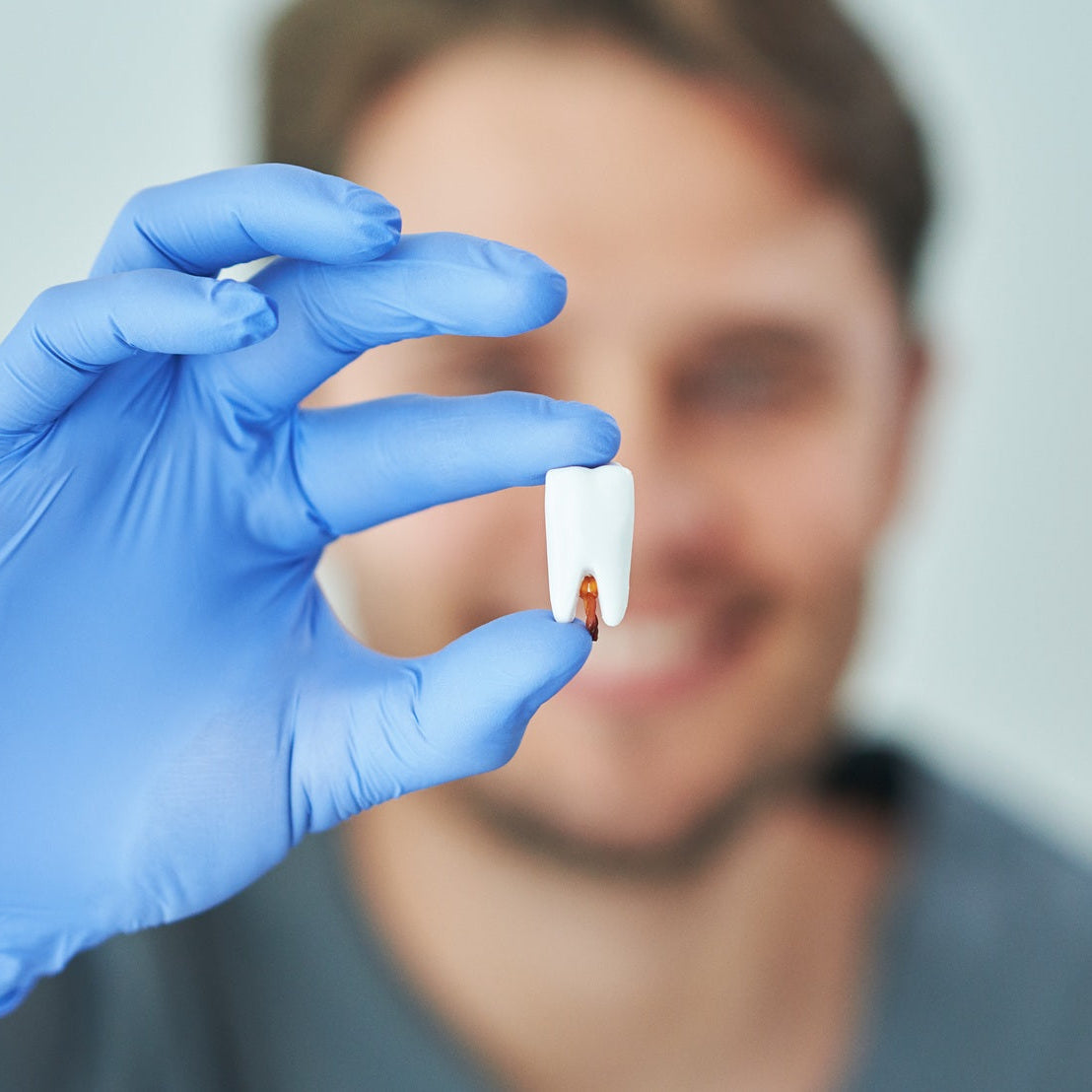 Person wearing a blue glove holding a small white tooth against a blurred background